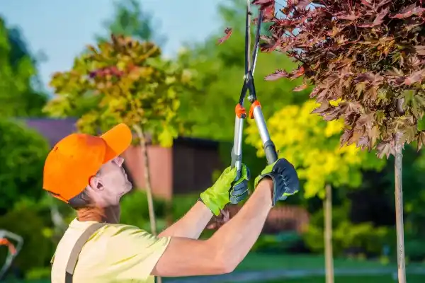 tree services Venetian Estates